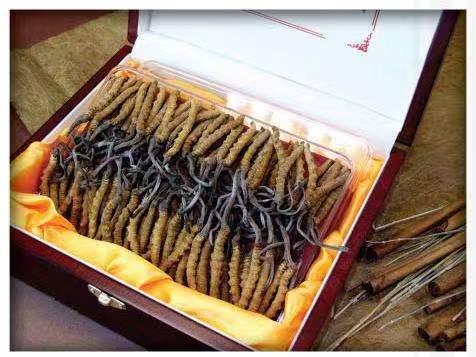 白水冬虫夏草回收